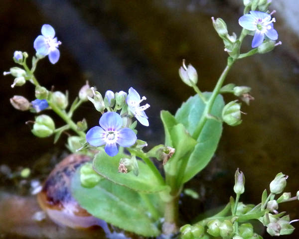 Flores Silvestres De Color Azul Morado O Lila 6