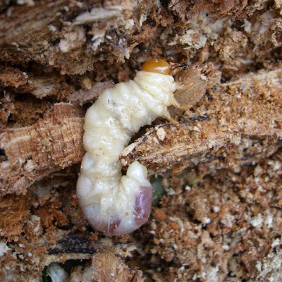 Lesser Stag Beetle Larva, Dorcus parallelipipedus