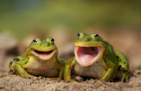 Funny animals of the week - 10 January 2014 (35 pics), happy frogs