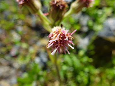 Petasites frigidus