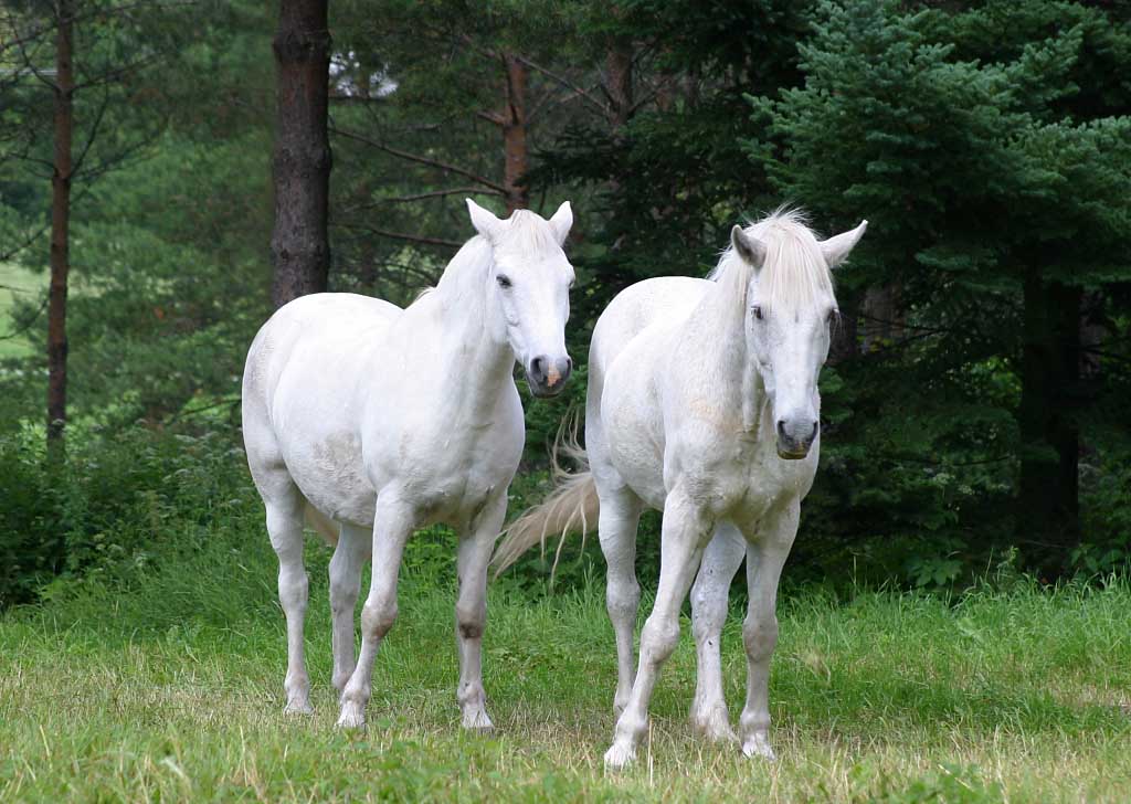 two white horses