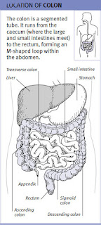 colon