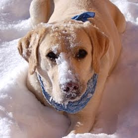I cani amano la neve