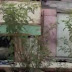 Enfermo mental se suicida en la Col. La Sandia de Nuevo Laredo