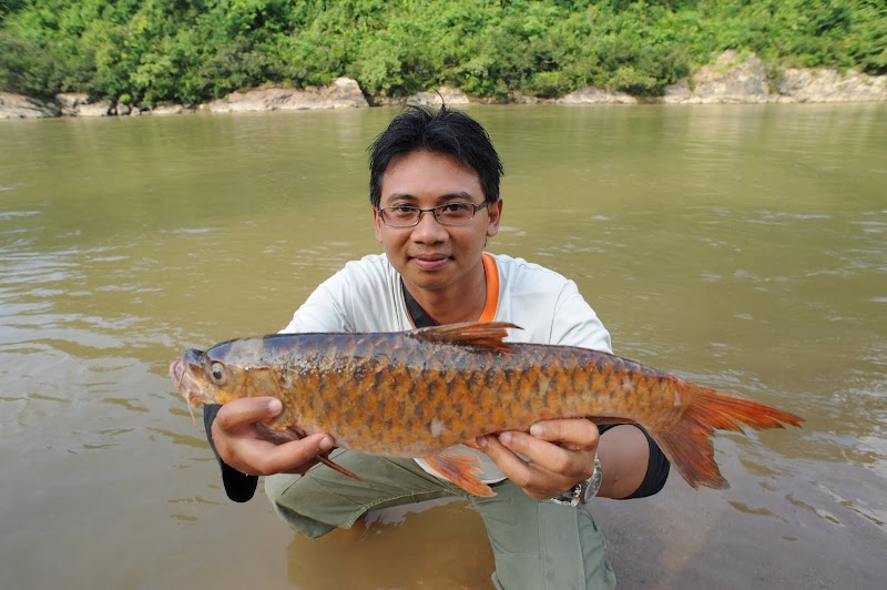 19+ Harga Ikan Kelah