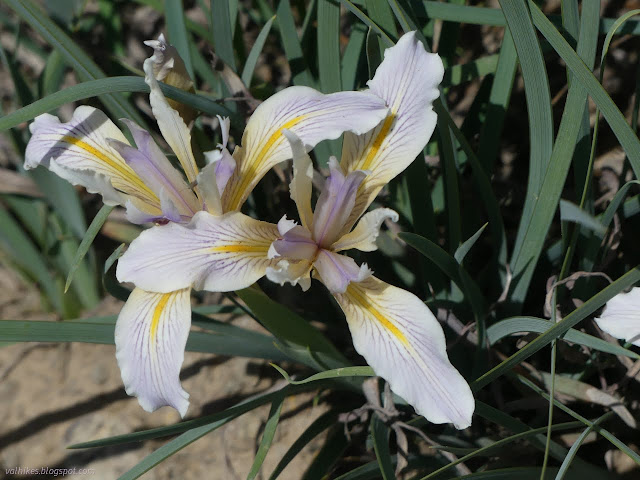 49: white iris with gentle shadings of purple and yellow