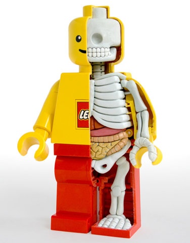 Lego funny anatomy