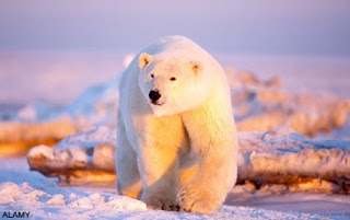 Antarctic Polar Bears