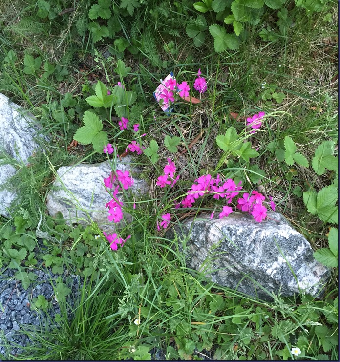 160604 nålefloks rosa