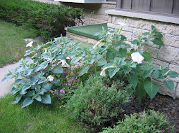 moonflower plant, from the East