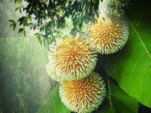 Monsoon rain wet step flower pictures - step flower pictures, picture download - step flower - NeotericIT.com