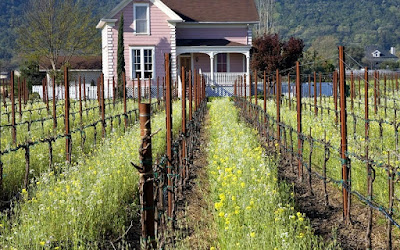 napa_valley_vineyard