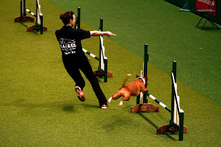 Ashleigh and Ruby compete at staffie agility