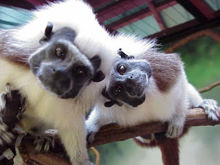 cottontop tamarin