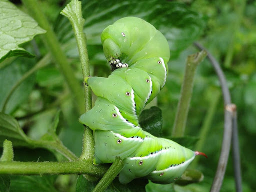 GARDEN PESTS