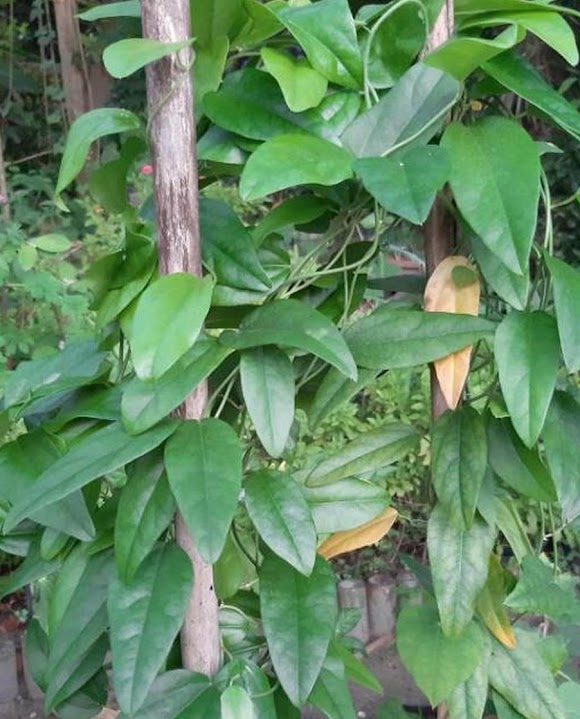 tanaman cincau rambat bibit hias jelly bunga benih pohon buah Salatiga