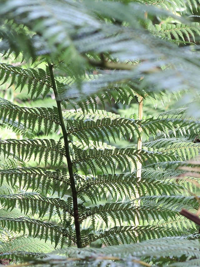 Portugal: De tuin van het paleis van Monseratte in Sintra