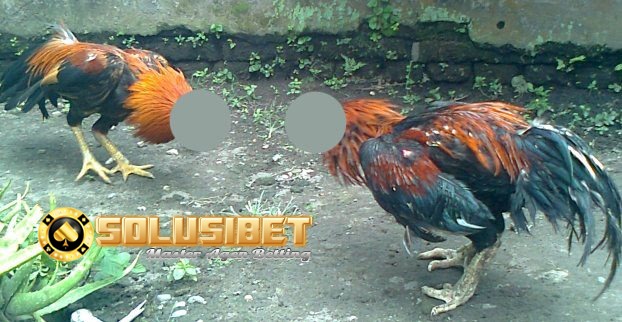 https://www.solusibet.com/sabung-ayam-online.htm