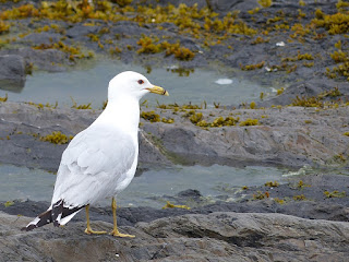 Larus delawarensis - Goéland à bec cerclé