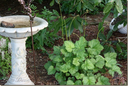 Ladies_Mantle