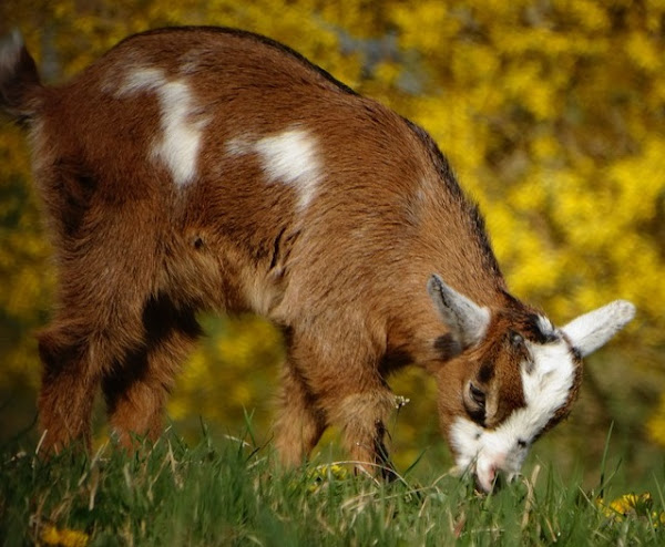 pygmy goat, pygmy goats, pygmy goats, raising pygmy goats, raising pygmy goats as pets, can pygmy goats live inside