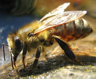 Foto de una abeja de perfil