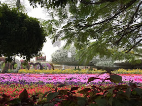 Dubai Miracle Garden flower view