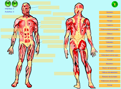 http://www.juntadeandalucia.es/averroes/recursos_informaticos/proyectos2004/ale/vocabulario/cm/musculos.swf