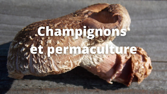 Champignons et permaculture : comment les cultiver ? (vidéo)