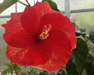 Hibiscus