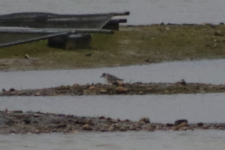 Grey Plover