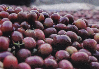 Kopi Gunung Puntang