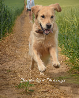 Golden Retriever rennt im Gerstenfeld