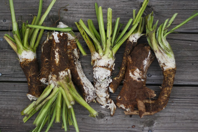 horseradish root