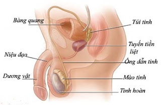 Tổng quan về bệnh đau tinh hoàn