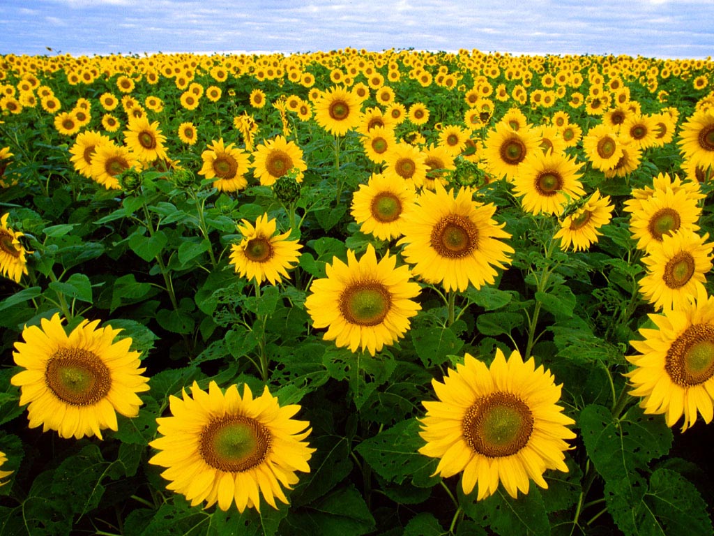 Sunflower Flowers HD wallpaper