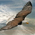 Royal Bird of the Skies