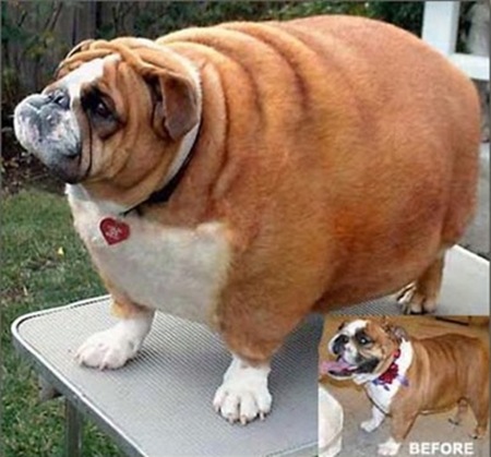 Amazingly Fat Animals