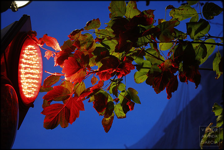 Fotografía de una rama de un árbol iluminada por la luz de un semáforo en rojo