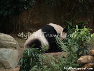 Ocean Park Asian Animal 05