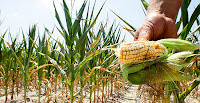  n Illinois farmer holds a piece of his drought- and heat-stricken corn while chopping it down for feed during the summer of 2012. The drought that year that hit the Great Plains was the worst in recorded U.S. history. (Photo Credit: Seth Perlman / AP Images) Click to Enlarge.