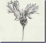 Kornblume_2