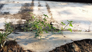 Cleome rutidosperma