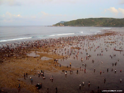 bau nyale, menangkap cacing, pantai kuta, lombok barat, nusa tenggala barat, wisata lombok