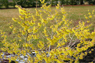 Hamamelis Para Transpirar Menos