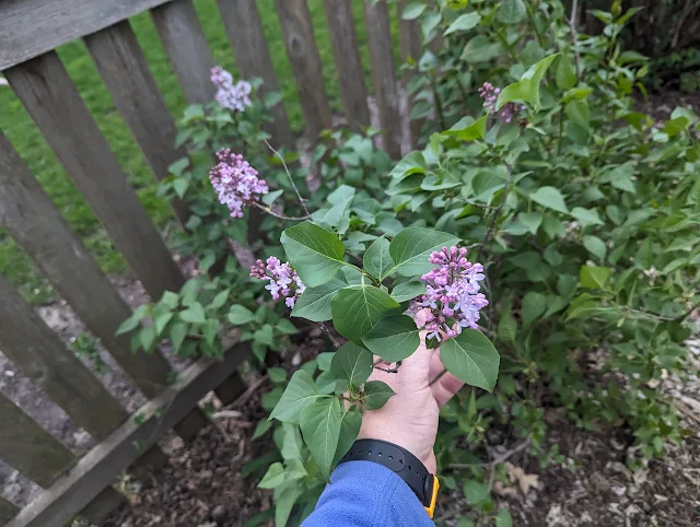 Lilac Blooms - Fragrant and Purple - Zone 5b/6a Backyard Hedge