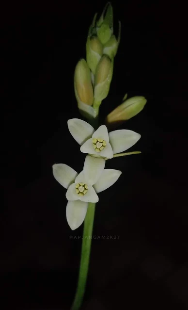 Dipcadi ursulae Endemic Asparagaceae Kolhapur,Maharashtra India.