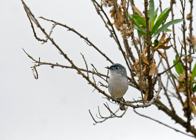 Blue-gray Gnatcatcher