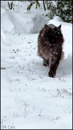 Amazing Cat GIF • Majestic fluffy Main Coon cat walking in snow & under falling snow [ok-cats.com]
