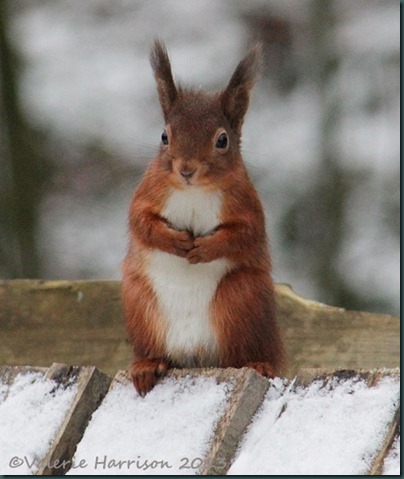 red-squirrel-2
